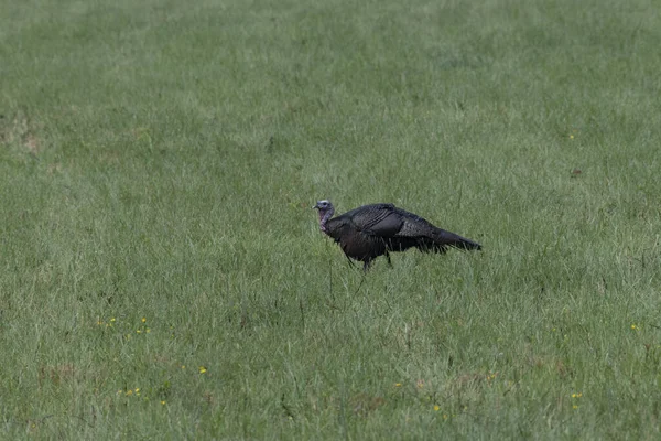 Wild Turkey Green Meadow — Fotografia de Stock