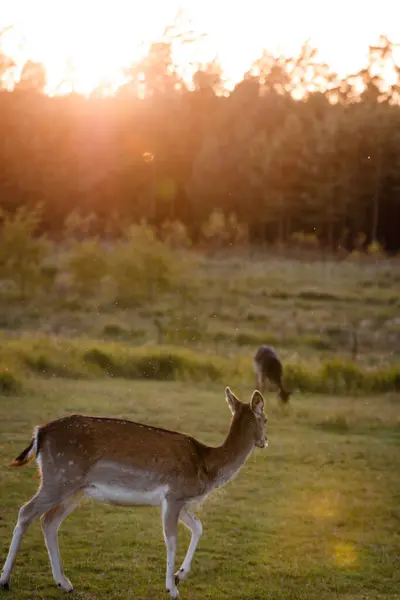 Vertical Shot White Tailed Deer Field Sunset — Zdjęcie stockowe