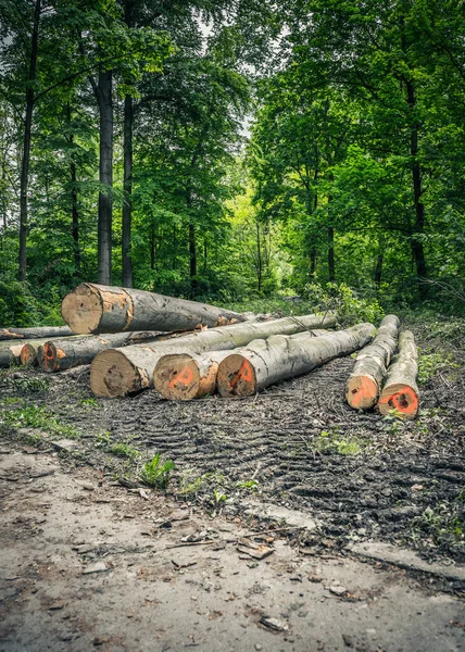 Eine Vertikale Aufnahme Von Abgesägten Baumstämmen Einem Wald — Stockfoto