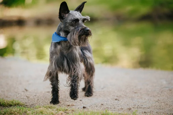 Closeup Miniature Schnauzer Park Sunlight Blurry Background — 스톡 사진