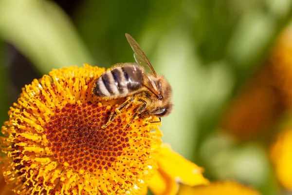 花に受粉する蜂のクローズアップショット — ストック写真