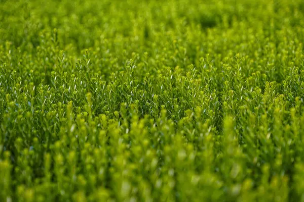 Selective Focus Shot Field Green Plants Sunlight — Stok fotoğraf