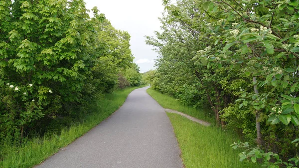 Narrow Long Road Surrounded Green Trees Grass — Foto Stock
