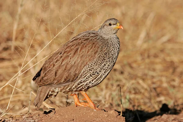 Natal Spurfowl Pternistis Natalensis Natural Habitat South Afric — стоковое фото