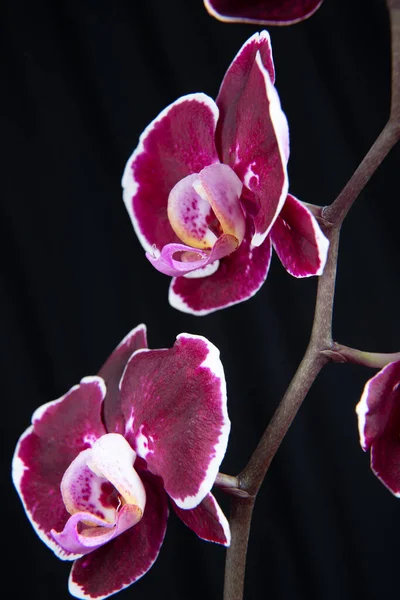 Orchidée Teigne Pourpre Fleur — Photo