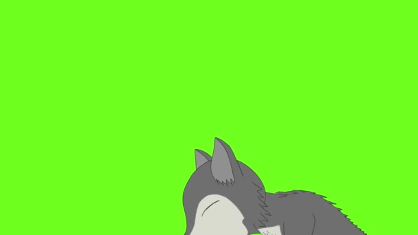 Une Animation Loup Gris Mangeant Proie Contre Fond Vert — Video