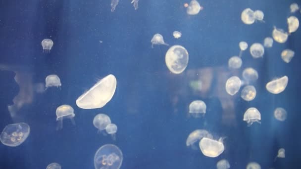 Beautiful View Jellyfish Underwater Kansas — Video Stock