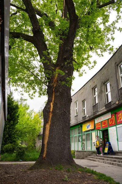 Laziska Gorne Poland May 2021 Scar Bark Tree Struck Lightning — Stock Photo, Image