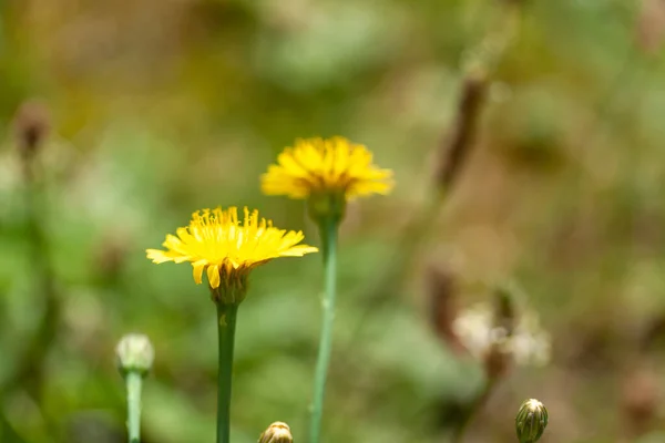 Primer Plano Diente León Amarillo Cultivado Jardín —  Fotos de Stock