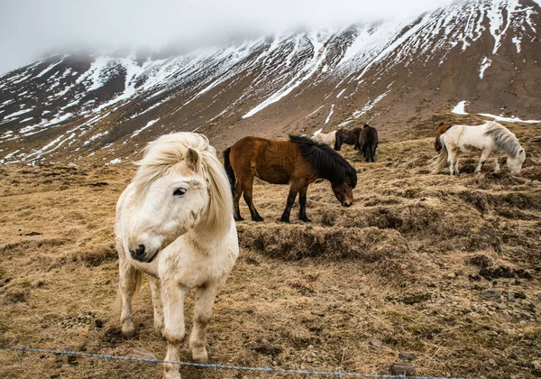 Troupeau Chevaux Broutant Sur Pâturage Montagne — Photo