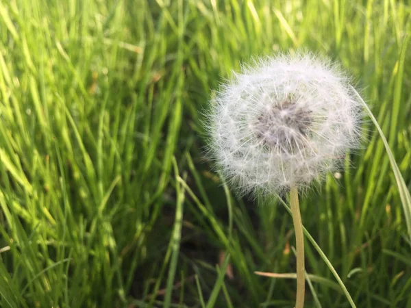 Closeup Shot Dandelion Green Field — Stok fotoğraf