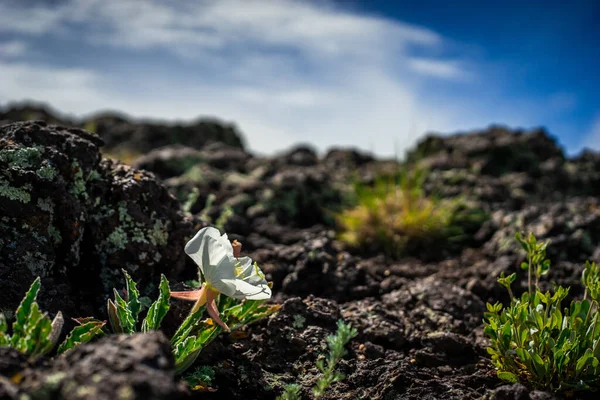 Primer Plano Una Hermosa Flor Blanca Creciendo Una Roca — Foto de Stock