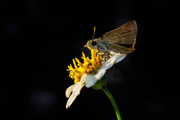 Primer Plano Una Mariposa Sobre Una Flor — Foto de Stock
