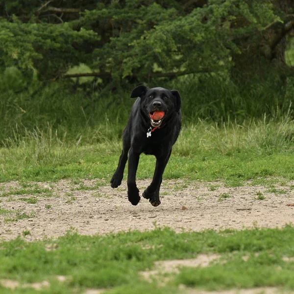 Funny Black Labrador Retriever Running Touching Ground Red Ball Mouth — Fotografia de Stock