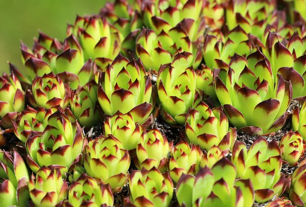 식물원에 Sempervivum 식물의 — 스톡 사진
