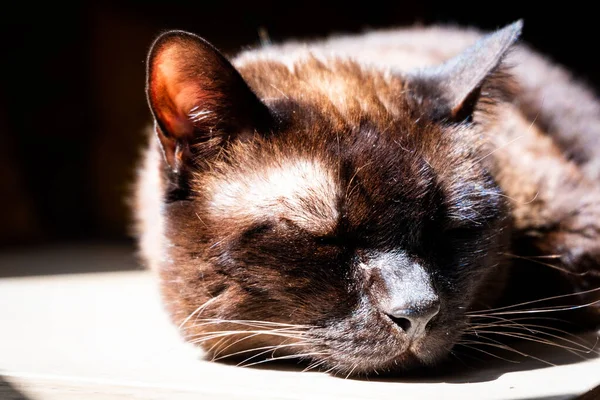 Brown Cat Sleeping Sunlight — Stockfoto