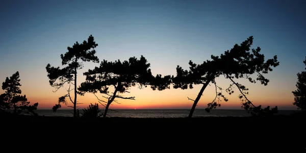 Прекрасний Вид Морський Пейзаж Деревами Передньому Плані Мальовничому Заході Сонця — стокове фото