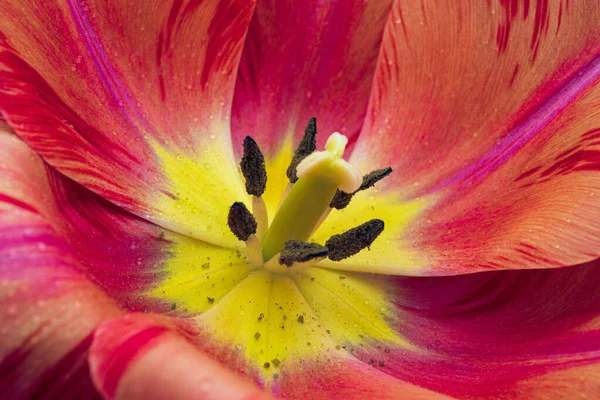 Macro Shot Tulip — Stok fotoğraf