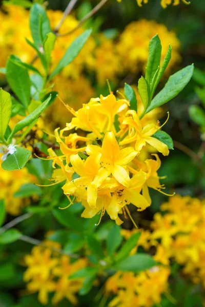 Vertical Shot Blooming Yellow Rhododendrons — Stockfoto