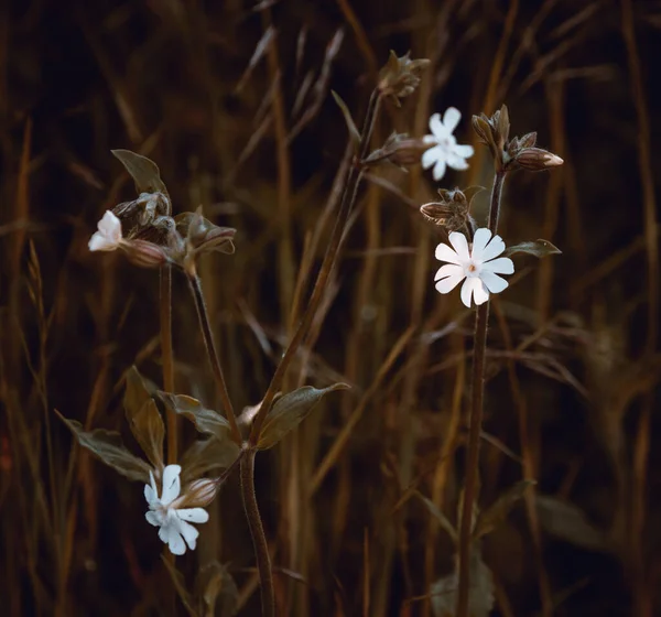 Primer Plano Pequeñas Vibrantes Flores Blancas Que Crecen Campo Seco — Foto de Stock