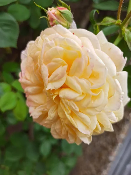 อตแนวต งของดอกก หลาบค ดอกพ ชเต ปแบบก นหล ดเจน — ภาพถ่ายสต็อก