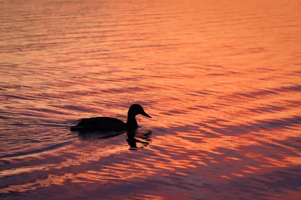 Silhouette Duck Draycote Water England Scenic Sunset — Φωτογραφία Αρχείου