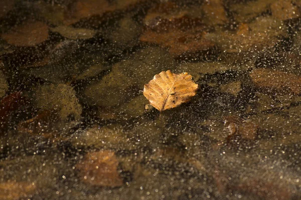 Ein Trockenes Totes Blatt Einem Gefrorenen Fluss — Stockfoto