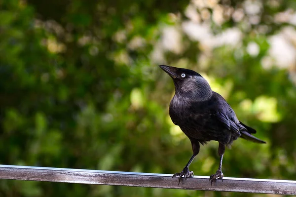 Sebuah Fokus Tembakan Selektif Jackdaw Bertengger Pada Tabung Logam Warwick — Stok Foto