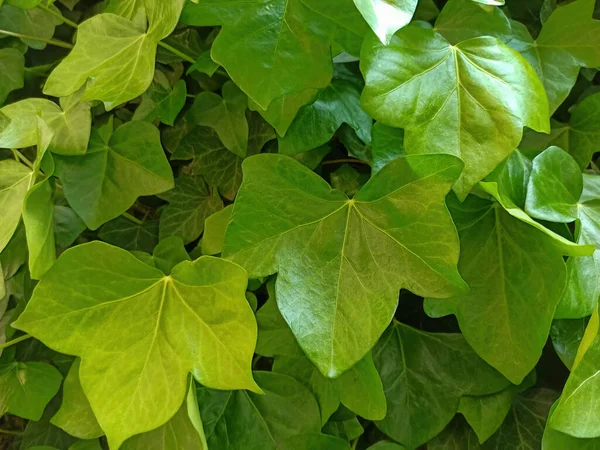 Closeup Shot Bright Green Ivy Leaves Blurred Background — Stockfoto