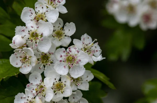 Primer Plano Flores Blancas Primavera Rodeadas Hojas Jardín Sobre Fondo —  Fotos de Stock