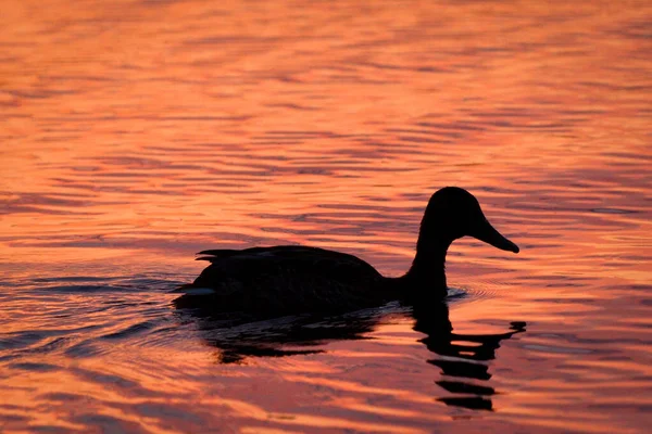 Silhouette Duck Draycote Water England Scenic Sunset — Φωτογραφία Αρχείου