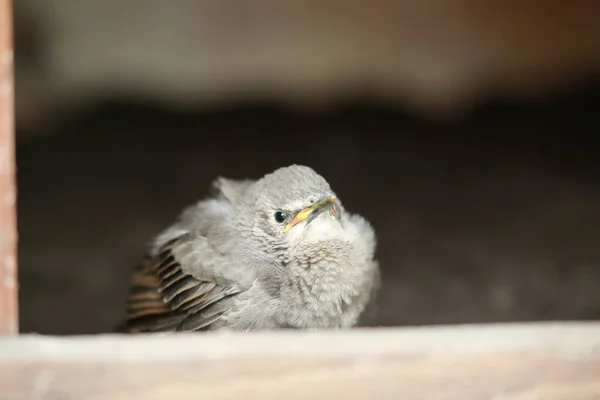 Lovitură Closeup Unui Chi Gri Drăguț — Fotografie, imagine de stoc