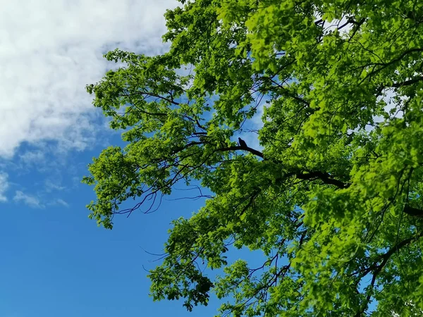 Tiro Ângulo Baixo Dos Ramos Uma Árvore Sob Céu Verão — Fotografia de Stock