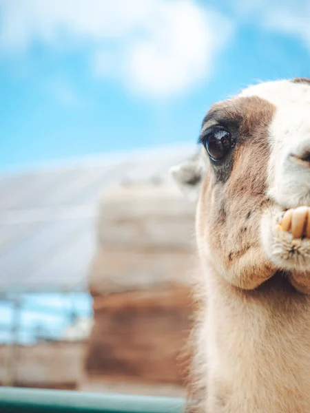 Closeup Shot Funny Camel Open Teeth Wildlife — Stock Photo, Image