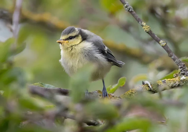 Closeup Cute Chubby Warbler Standing Twig Woods Leaves Blurred Background — Zdjęcie stockowe