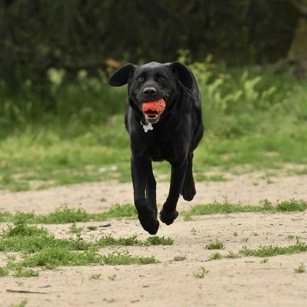 Funny Black Labrador Retriever Running Touching Ground Red Ball Mouth — Foto Stock