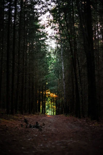 Вертикальний Знімок Таємничого Шляху Через Темний Ліс — стокове фото