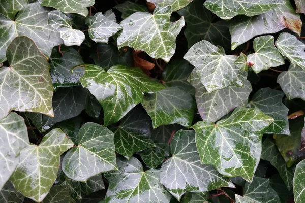 Closeup Shot Green Ivy Leaves Garden — 스톡 사진