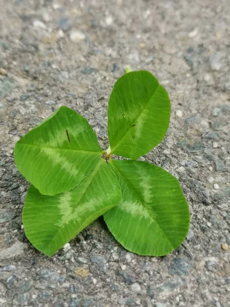 Vertical Shot Clover Leaf Ground — Zdjęcie stockowe