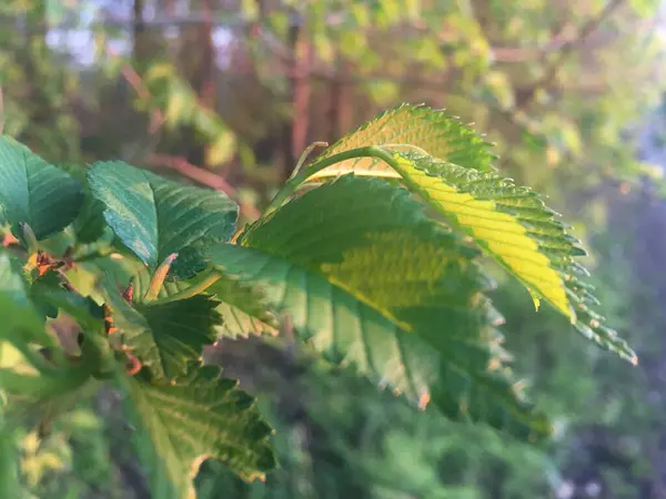 Yeşil Yapraklı Bir Ağacın Dalının Yakın Çekimi — Stok fotoğraf