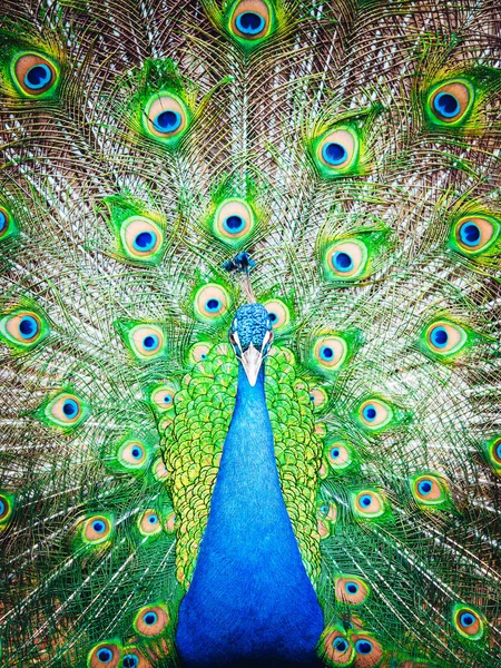 Vertical Shot Majestic Peacock — Stock fotografie