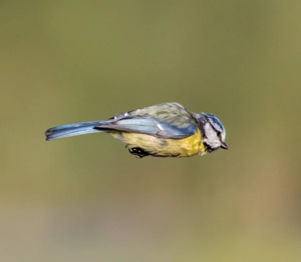 Eurasian Blue Tit Mid Flight Blurred Background — Stock fotografie