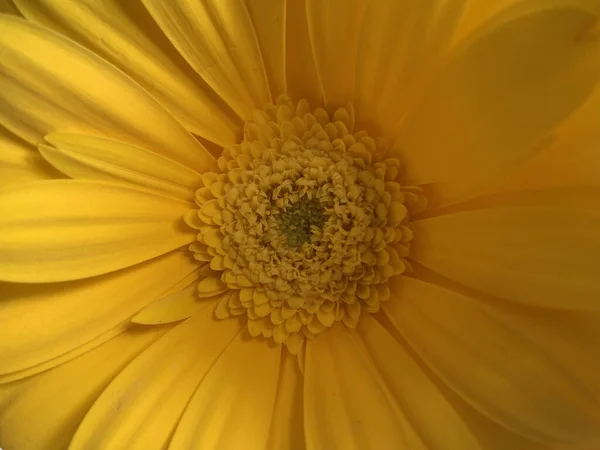 แมคโครช อตของดอกเดซ เหล องท บานเต — ภาพถ่ายสต็อก