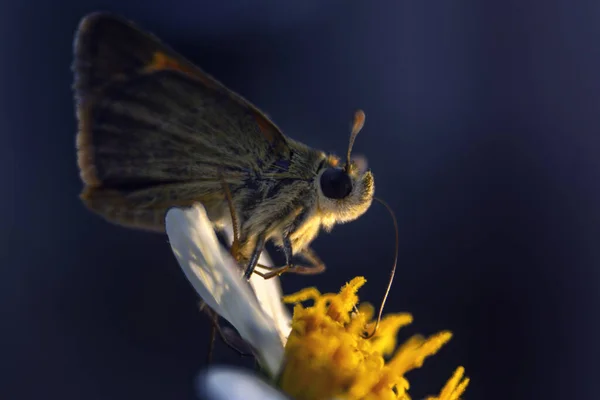 Close Uma Borboleta Uma Flor — Fotografia de Stock