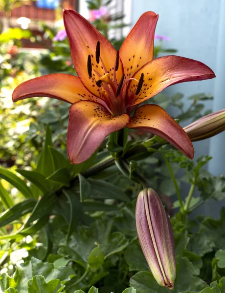 Closeup Beautiful Lily Flower — Stock fotografie