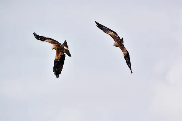 Два Зміїних Птаха Летять Ворвіку Англія — стокове фото