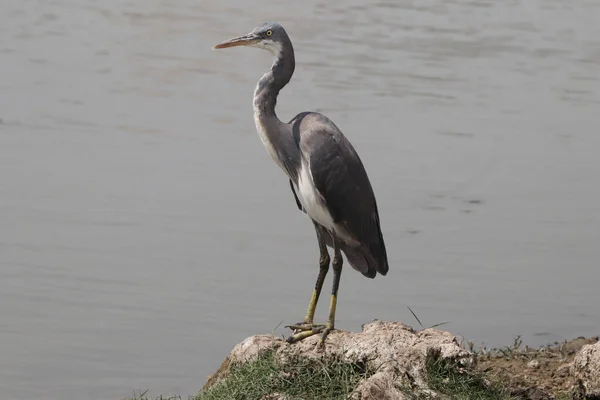 Portrait Gray Heron Standing Stone Water — Stock fotografie