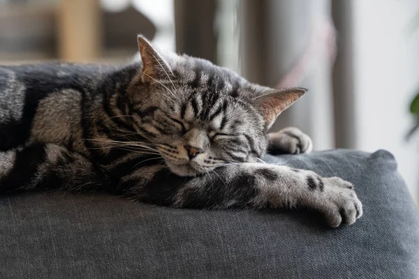 Cat White Grey Fur Lies Couch Sleeps Background Unsharp Nice — Stock Photo, Image