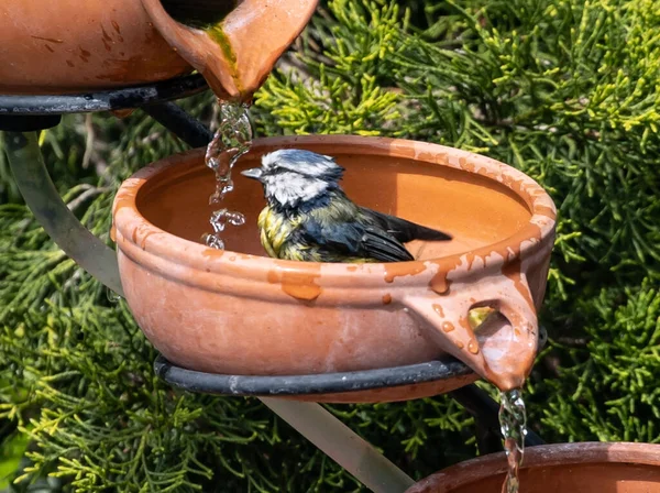 Cute Little Eurasian Blue Tit Bathing Clay Pot Water Pouring — Stock Fotó