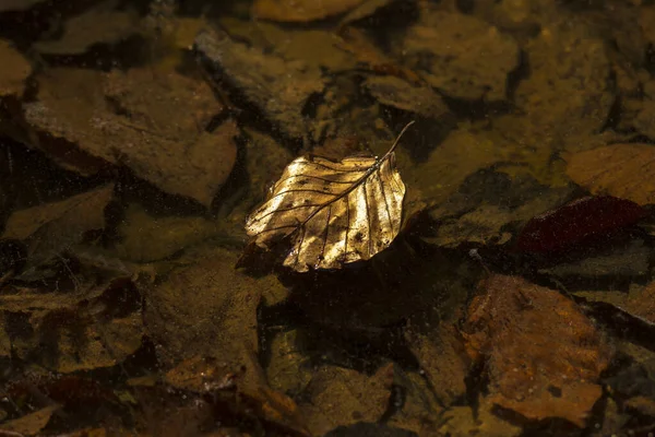 Primo Piano Una Foglia Morta Gettata Nel Fiume — Foto Stock